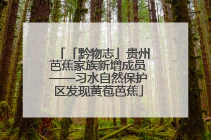 「黔物志」贵州芭蕉家族新增成员——习水自然保护区发现黄苞芭蕉