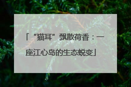 “猫耳”飘散荷香：一座江心岛的生态蜕变