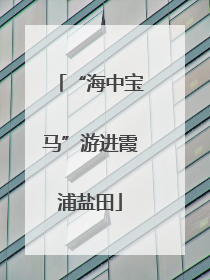“海中宝马”游进霞浦盐田