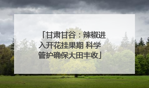 甘肃甘谷：辣椒进入开花挂果期 科学管护确保大田丰收