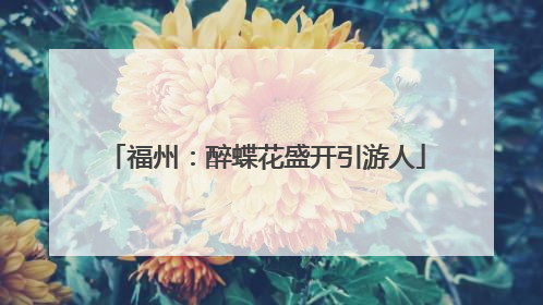 福州：醉蝶花盛开引游人