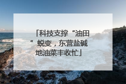 科技支撑“油田”蜕变，东营盐碱地油菜丰收忙