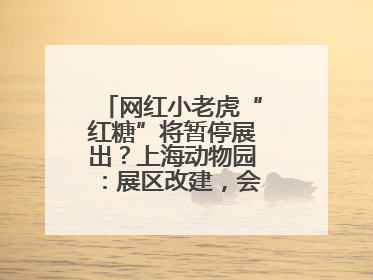 网红小老虎“红糖”将暂停展出？上海动物园：展区改建，会安排展出计划