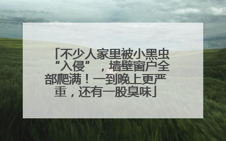 不少人家里被小黑虫“入侵”，墙壁窗户全部爬满！一到晚上更严重，还有一股臭味