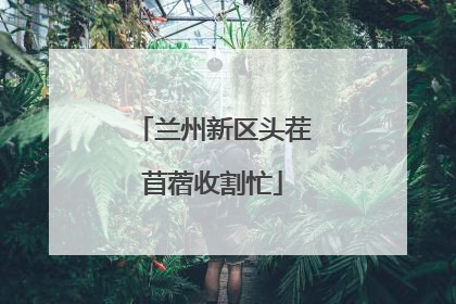 兰州新区头茬苜蓿收割忙