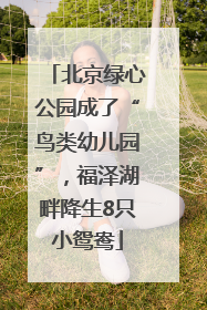 北京绿心公园成了“鸟类幼儿园”，福泽湖畔降生8只小鸳鸯
