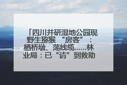 四川井研湿地公园现野生猕猴 “房客”：栖桥墩、荡线缆……林业局：已“请”到救助站，将放归自然