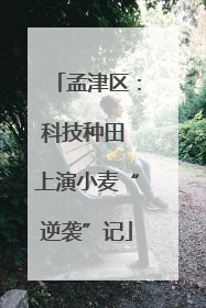 孟津区：科技种田 上演小麦“逆袭”记