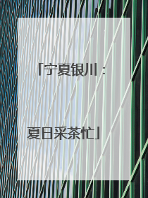宁夏银川：夏日采茶忙