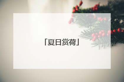 夏日赏荷