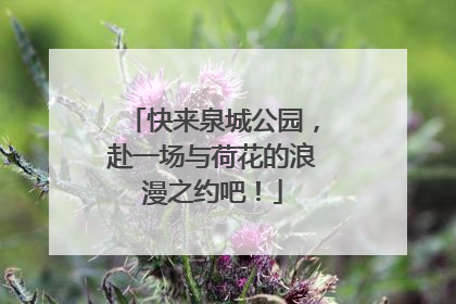 快来泉城公园，赴一场与荷花的浪漫之约吧！