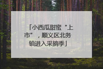 小西瓜甜蜜“上市”，顺义区北务镇进入采摘季