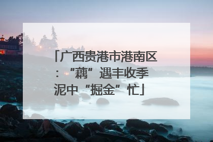 广西贵港市港南区：“藕”遇丰收季 泥中“掘金”忙