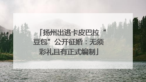 扬州出逃卡皮巴拉“豆包”公开征婚：无须彩礼且有正式编制