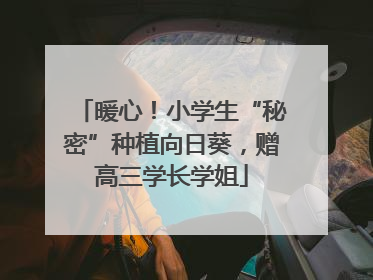 暖心！小学生“秘密”种植向日葵，赠高三学长学姐
