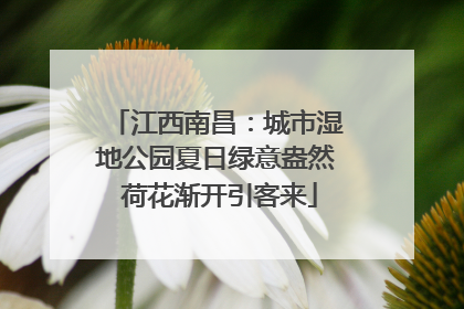 江西南昌：城市湿地公园夏日绿意盎然 荷花渐开引客来