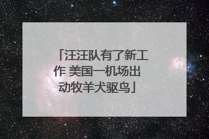 汪汪队有了新工作 美国一机场出动牧羊犬驱鸟
