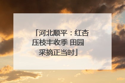 河北顺平：红杏压枝丰收季 田园采摘正当时