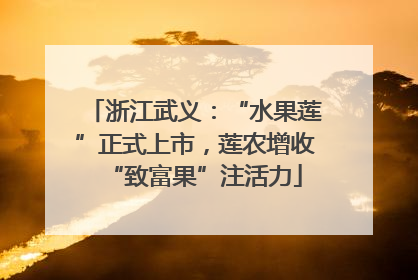 浙江武义：“水果莲”正式上市，莲农增收“致富果”注活力