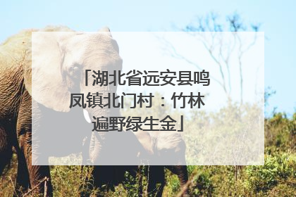 湖北省远安县鸣凤镇北门村：竹林遍野绿生金