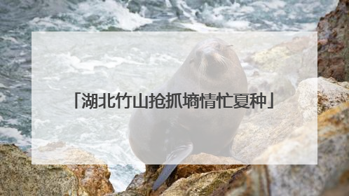 湖北竹山抢抓墒情忙夏种