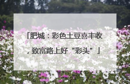 肥城：彩色土豆喜丰收，致富路上好“彩头”