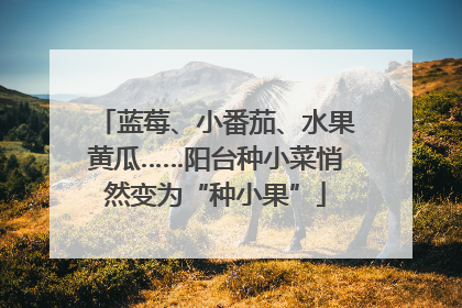 蓝莓、小番茄、水果黄瓜……阳台种小菜悄然变为“种小果”