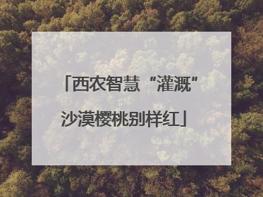 西农智慧“灌溉” 沙漠樱桃别样红