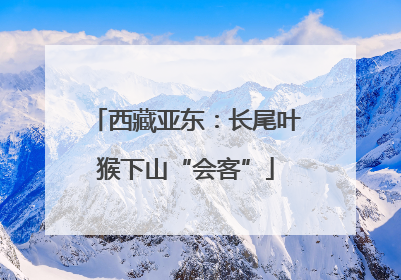 西藏亚东：长尾叶猴下山“会客”