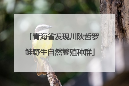 青海省发现川陕哲罗鲑野生自然繁殖种群