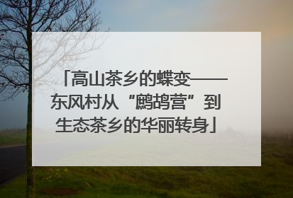 高山茶乡的蝶变——东风村从“鹧鸪营”到生态茶乡的华丽转身