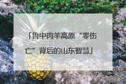 鲁中肉羊高原“零伤亡”背后的山东智慧