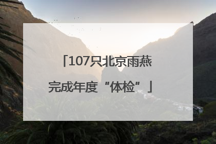107只北京雨燕完成年度“体检”