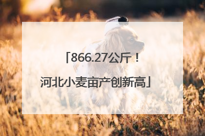 866.27公斤！河北小麦亩产创新高